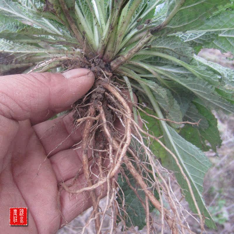 16新挖野生蛤蟆草雪见草全草带根足量500g全场满28元包邮