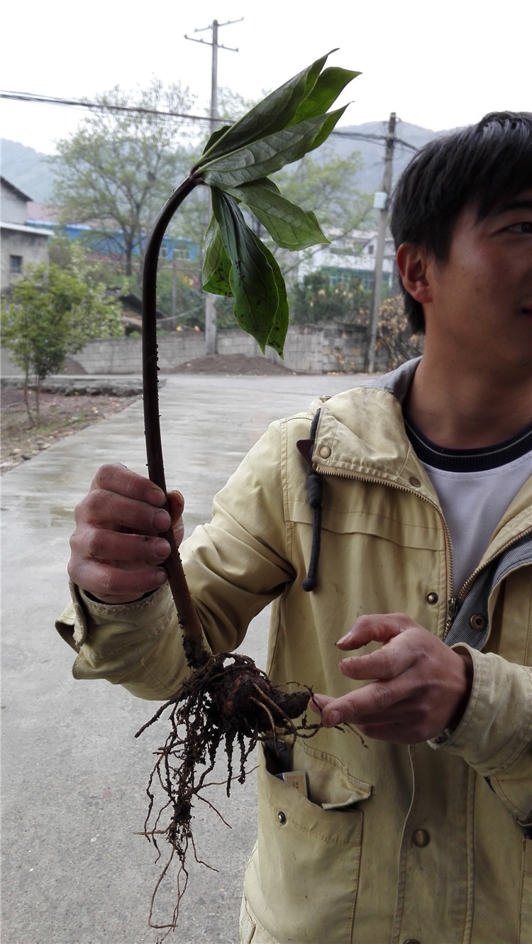 湖南野生重樓種苗種子 粉質湘重樓種苗 七葉一枝花種苗獨角蓮特價