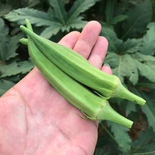 新品黄秋葵老农食品店自产新鲜蔬菜黄葵洋辣椒羊角豆脆嫩250克