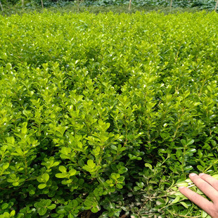 绿化工程法青苗法国冬青苗围墙树苗冬青树苗珊瑚北海道黄杨苗篱笆