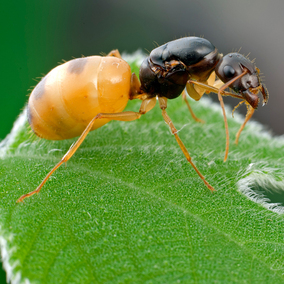 全黃土耳其弓背蟻camponotus turcestanus 寵物螞蟻活體 蟻后群