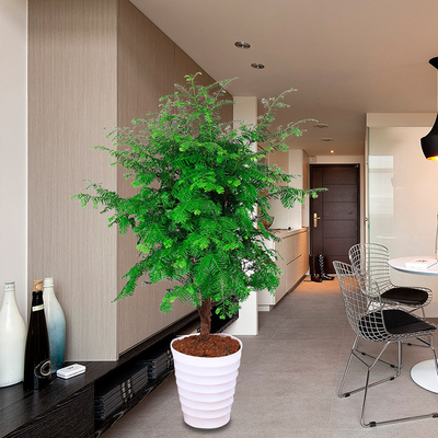 红豆杉盆载景中大型植物室内盆栽客厅绿植办公室四季常青去甲醛