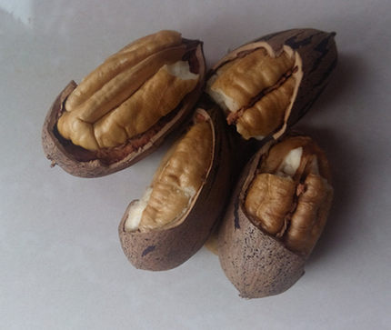 碧根果 野生山核桃 美国核桃 生坚果 雪地 魔王 宠物粮_不打折现价7.