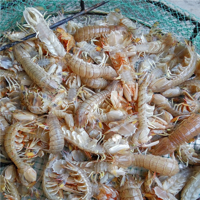 虾爬子500g新鲜小皮皮虾鲜活海虾海鲜水产富贵虾当天海捕虾婆虾子