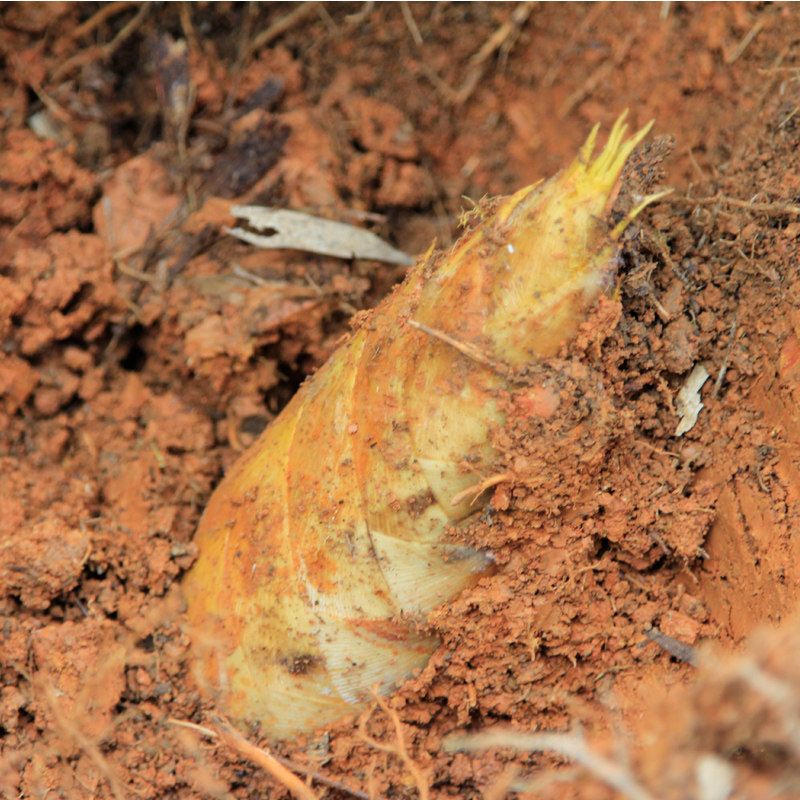 福建三明春笋 高山原生态野生春笋新鲜现挖蔬菜毛竹笋5斤装黄泥拱