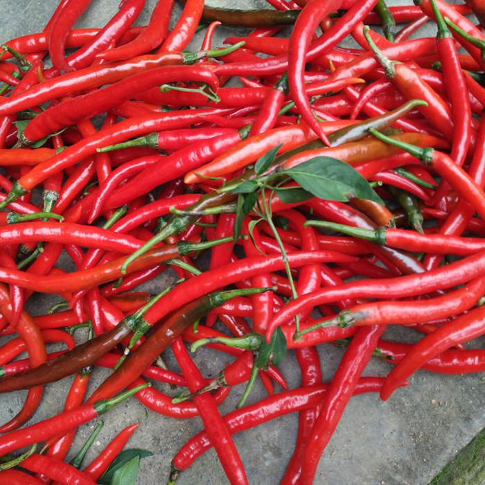 红辣椒 新鲜5斤湖南剁辣椒小尖椒 美人朝天椒 二荆条 小米椒线椒