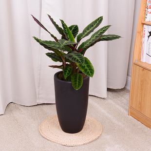 天鹅绒竹芋盆栽大型绿植四季花卉盆景室内客厅办公室开业植物