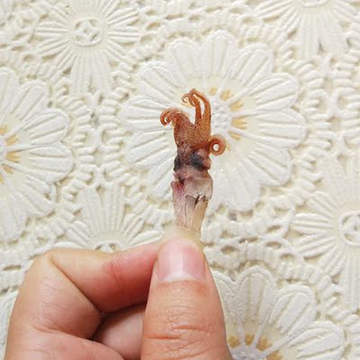 新鲜乌贼头500g海兔头 笔管鱼 籽乌头干 乌贼鱼头 海鲜干货包邮