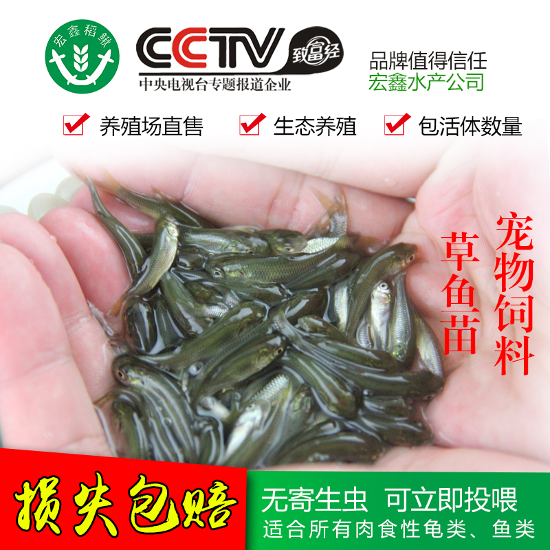 80售出:178件 特價草魚苗/烏鯇魚/青魚苗/鯉魚/鯽魚