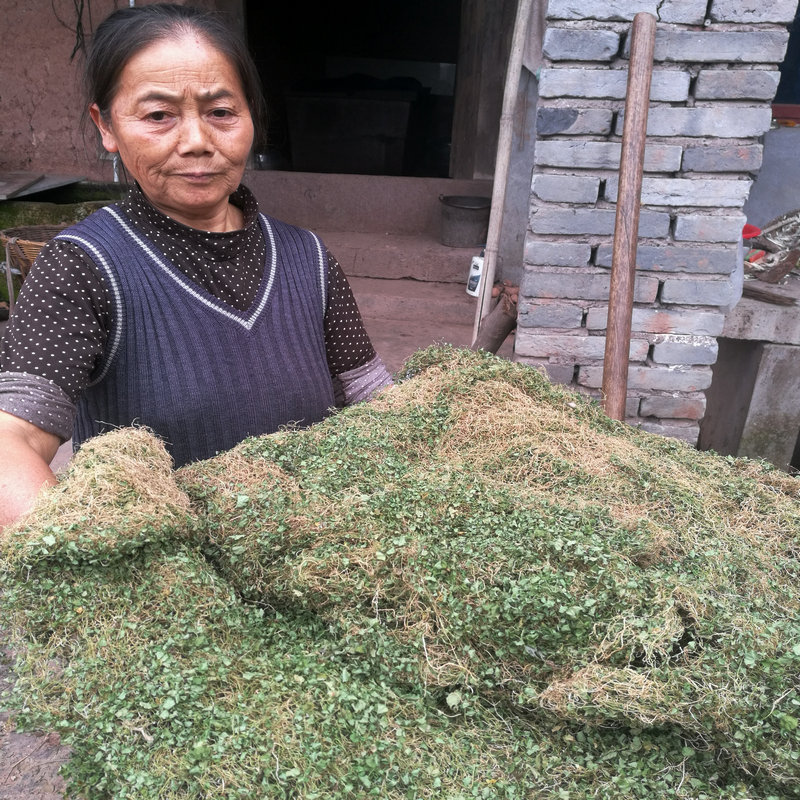 化金板草药治图片