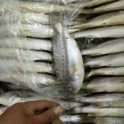 新鲜冷冻黄姑鱼白姑鱼新鲜缅甸黄鱼100-400克,20斤一箱可包邮