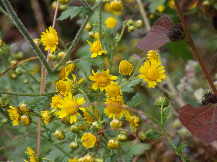 石堰坪野生菊花苏木绰特产菊花茶农村野生高山野生菊花包邮100克