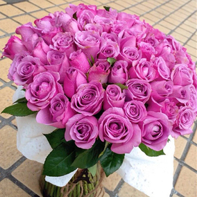 大花月季苗 香味浓 金奖章 玫瑰花苗切花香水月季盆栽 花期超长