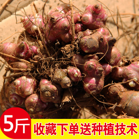 天山雪莲果种子种球种苗 云南农家培植可做盆栽种子水果苗5斤特价