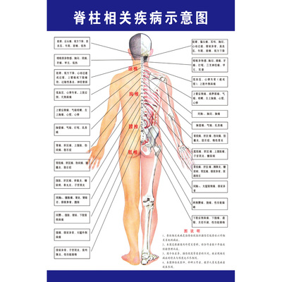 脊柱相關疾病示意圖中醫養生病理原因結構圖掛圖海報