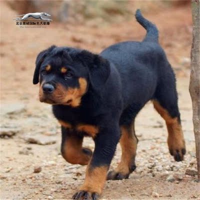 美系猛犬罗威纳幼犬纯种罗威纳犬幼犬包邮 宠物狗狗出售 名宠基地