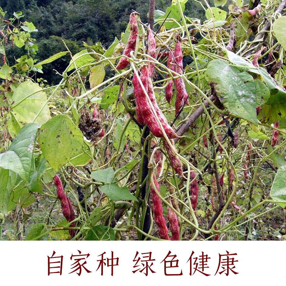 雀蛋豆芸豆花豆五穀雜糧 腎豆原生態1000克可打粉