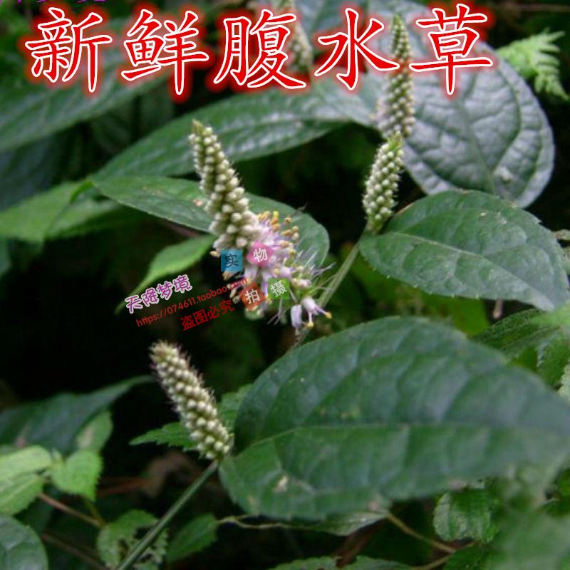 野生新鮮中草藥材黃堇紫堇臭草臭桐衫黃花魚燈草紫花魚燈草包郵