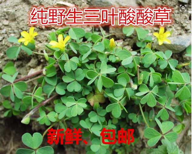 新鲜野生中草药材酢浆草酸浆草三叶酸酸草斑鸠酸咪咪钩钩草500g