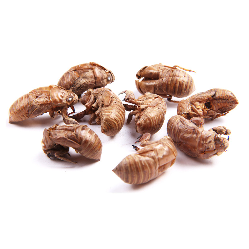 秦岭精选野生蝉蜕100克蝉退蝉衣知了皮虫蜕蝉壳蚱蟟皮金牛儿虫衣