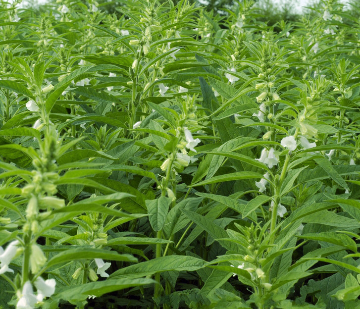 2016年新安徽阜阳土特产农家自晒芝麻叶干菜干货脱水蔬菜100g