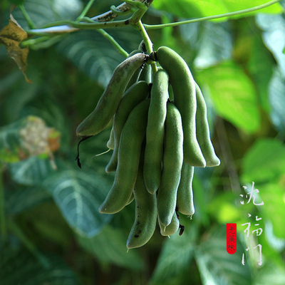 沈福門農家苦野豆皮幹狗爪豆龍爪黎豆白黎豆巴馬貓豆250g尤溪特產