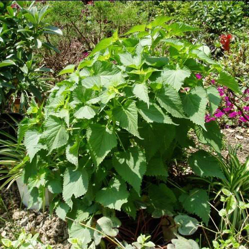 新鲜蔬菜 野菜 野生土藿香 藿香叶 味道浓郁 藿香鱼同城配送500g