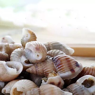 顺丰满4斤包邮丹东海鲜特产野生海瓜子薄壳新鲜活海锥儿尖螺500g