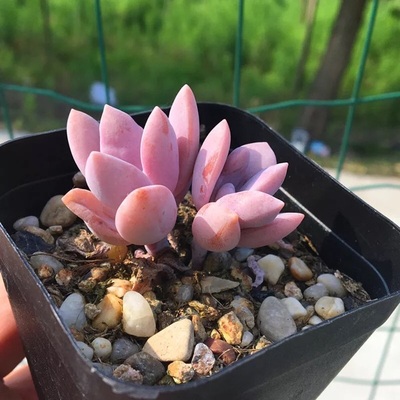 桃之霜双头3cm 多肉植物组合盆栽 桃蛋杂批价清仓 办公室花卉绿植