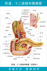 醫院人體骨骼器官結構解剖圖掛圖腹部臟器人體內臟血管位置分佈圖