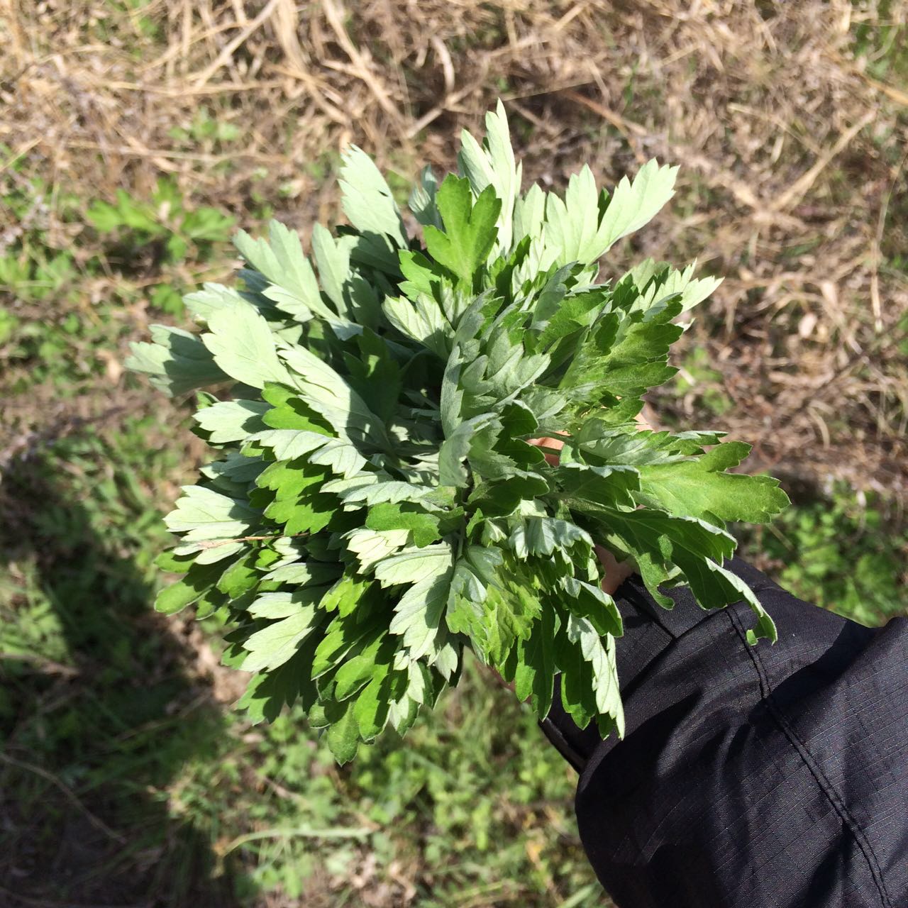 新鲜艾叶艾草新鲜艾草糍粑艾米果野生鲜艾叶清明果青团食用野菜