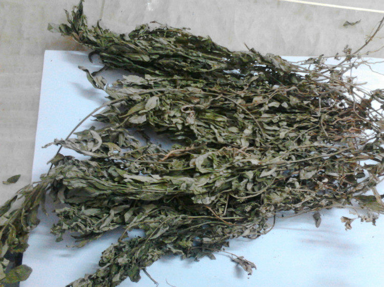 无硫 野生 紫背金牛 大金不换 金牛草 500g 包邮