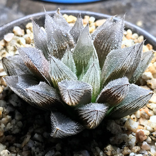 盆栽 绘卷毛玉露 多肉植物十二类属非组培绿植盆栽可带盆发货 一物一