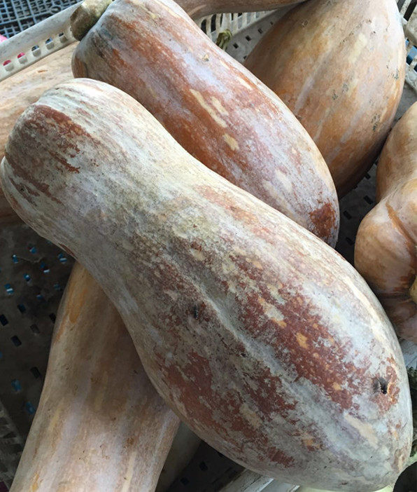 老南瓜农家自种非转基因新鲜蔬菜 可以赠种子一个5到6斤左右包邮