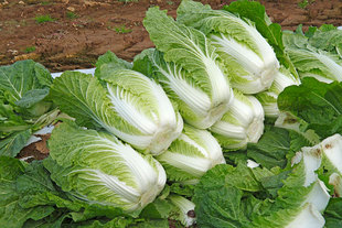 大白菜苔15kg 大宗交易