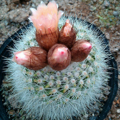 【花博会_仙人球白芙蓉】仙人掌落地特价懒人易养多肉植物无根