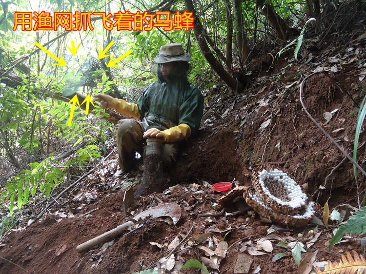 野生馬蜂窩野蜂窩露蜂房100g 大黃蜂窩胡蜂蜂房蜂巢 野螞蜂窩蜂巢