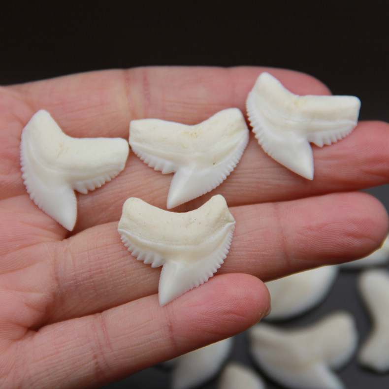 泰国流行饰品 真鲨鱼牙齿吊坠项链 男女个性配饰礼品 本命年礼物