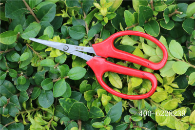 农夫乐葡萄专用疏果剪 葡萄稀果剪刀 翘头采摘剪 采果剪园艺剪