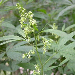 火麻仁 中药材种子 新疆麻(东北麻)大线火麻子仁种子 印度火麻仁麻