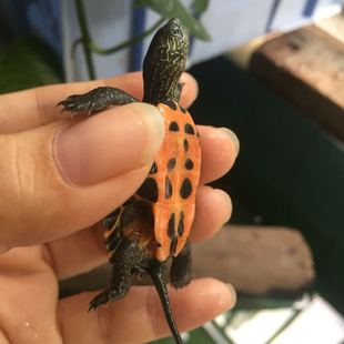 精品2016年精品黑颈杂花草苗子黑花草苗 顺德宠龟名龟养殖