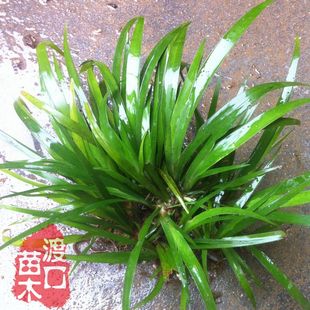 野生石菖蒲苗一叢 水生植物 金錢蒲 香菖蒲 盆栽 水培 中草藥苗