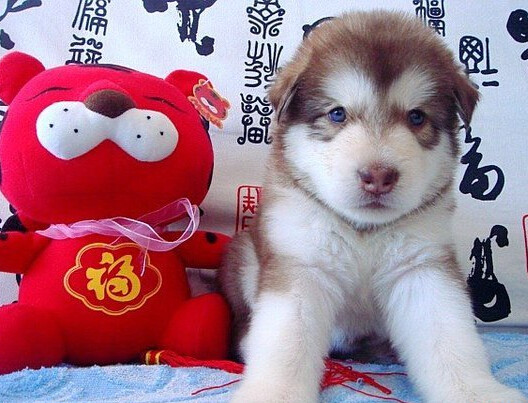 出售纯种大头拉布拉多幼犬高智商导盲犬寻回猎犬宠物狗 支付宝