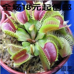 夏季必备花卉食虫草种 捕蝇草种子 猪笼草种子 捕虫草驱蚊草种子