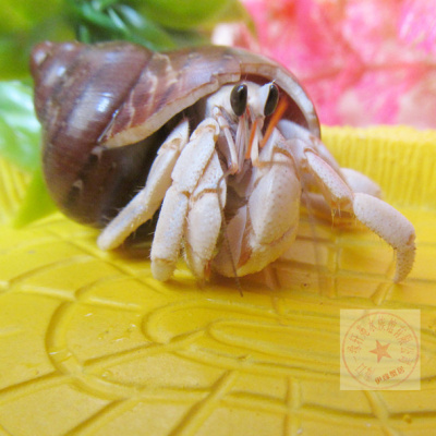 陆地淡水寄居蟹活体迷你螃蟹宠物蟹观赏蟹爬宠微宠物1-6cm白色