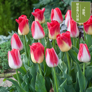 荷兰进口郁金香大种球种子花卉绿植盆栽苗