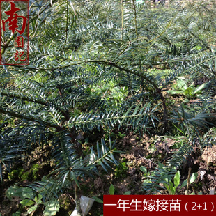 香榧嫁接技术,榧树嫁接技术,香榧嫁接红豆杉技术_大山谷图库