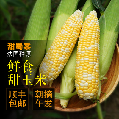 甜蜀黍生鲜玉米棒即食水果甜玉米当日采摘10根装顺丰包邮