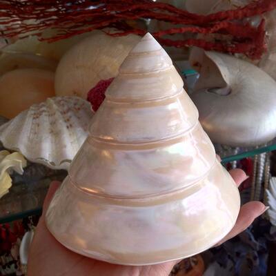 满29元包邮超大白色塔螺旋螺贝壳海螺摆件家居装饰礼品收藏鱼缸