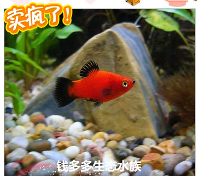 古比鱼图片,水古鱼图片,红古鱼图片(第4页)_大山谷图库